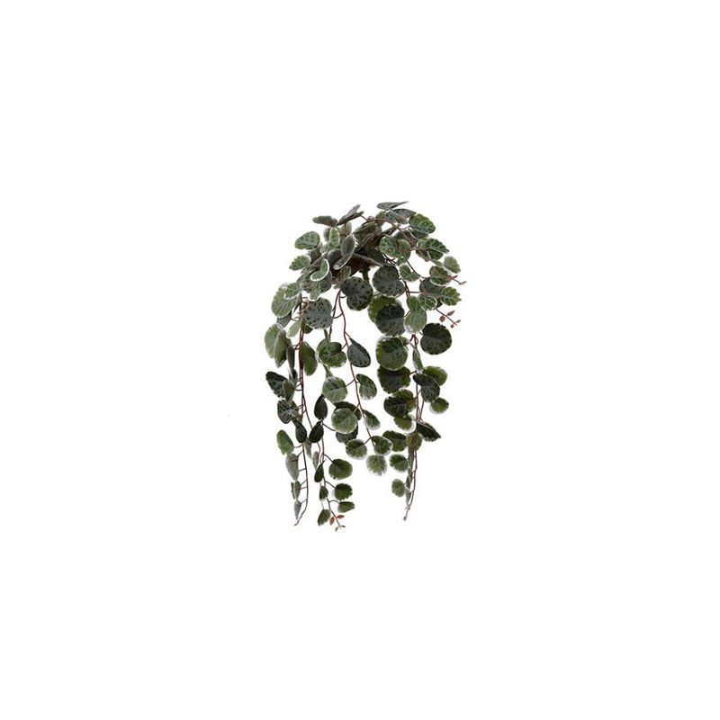 Peperomia hengeplante