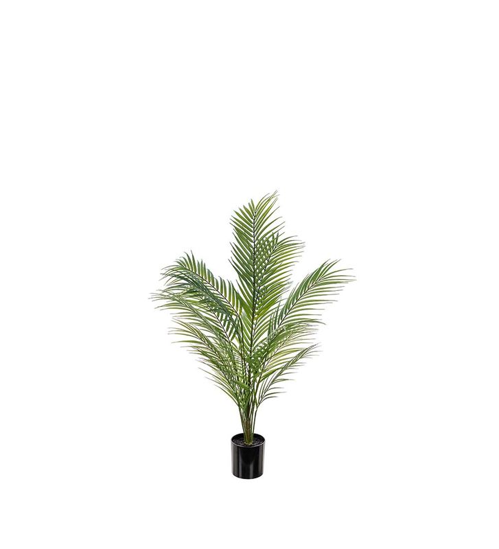 Mr.Plant Bergspalm 90cm