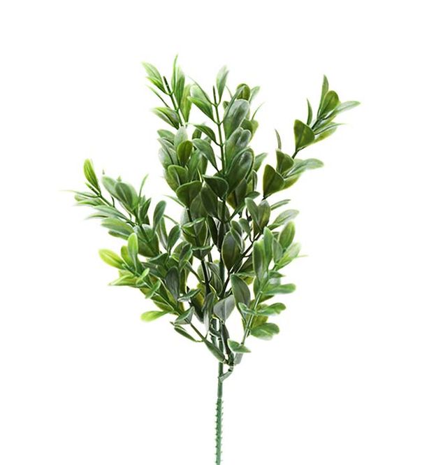 Hovedbilde Mr.Plant Buxbom grønn