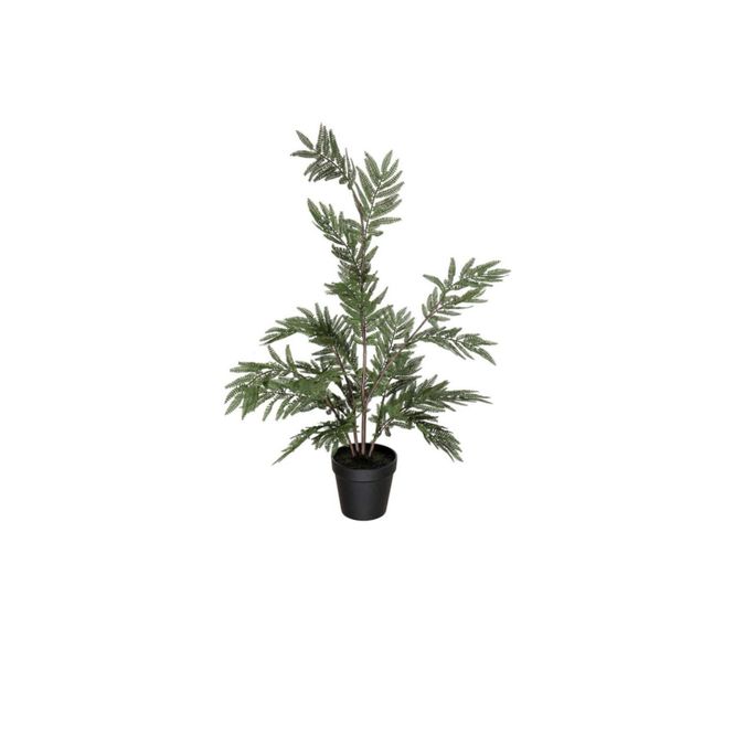 Hovedbilde Mr. plant Bregne