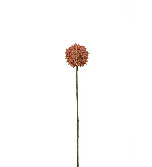 Hovedbilde Allium orange