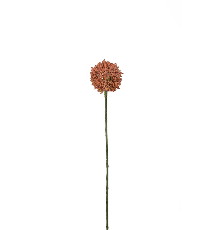 Allium orange
