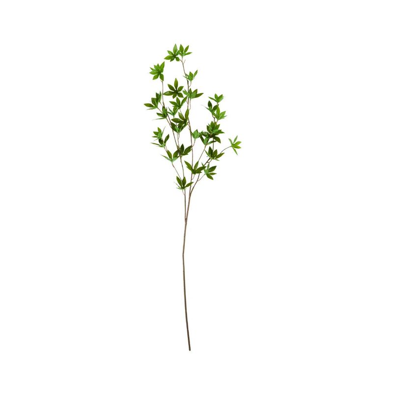 Japonica Evighetsblomst