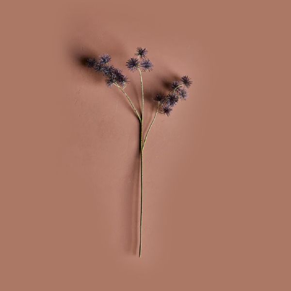 Hovedbilde Evighetsblomst burgunder