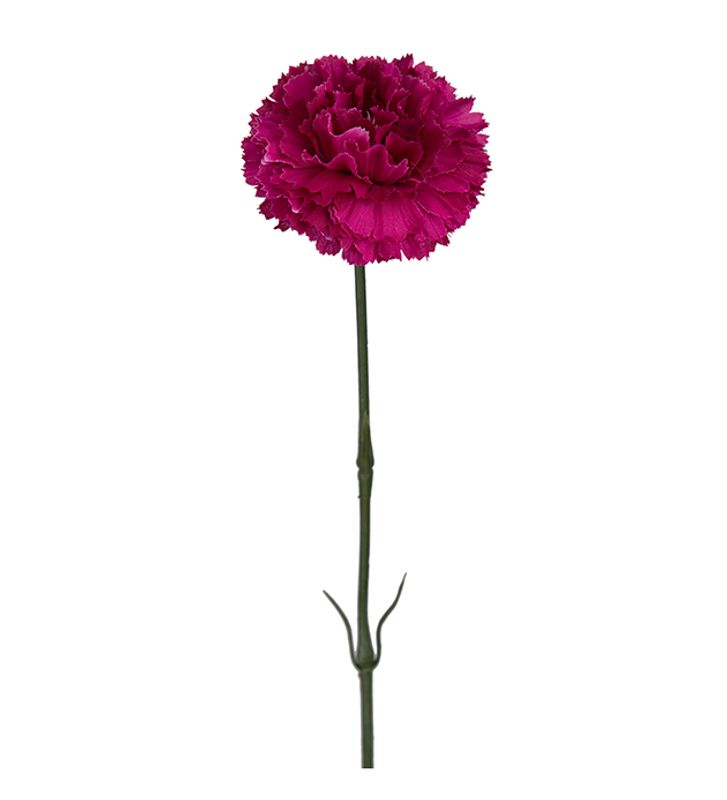 Nellik hot pink